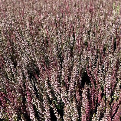 Calluna 'Twin', rot-rosa, Topf-Ø 10,5 cm, 6 Pflanzen Calluna 'Twin', rot-rosa, Topf-Ø 10,5 cm, 6 Pflanzen