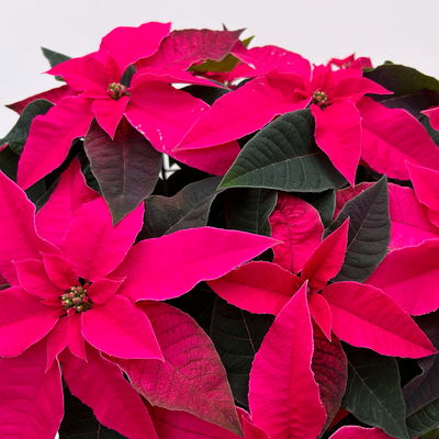 Bio Herbsttern, Euphorbia 'Princettia®', dunkelrosa, Topf-Ø 17 cm