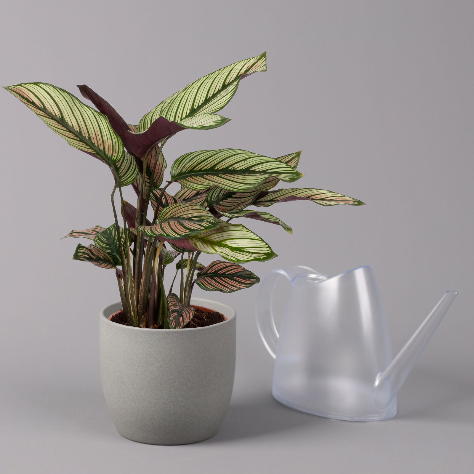 Calathea majestica 'Whitestar', Topf-Ø 14 cm, Höhe ca. 35-45 cm