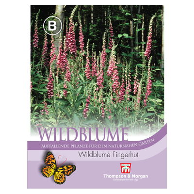 Wildblume Fingerhut / zweijährig, leicht zu ziehen, rosa-violett Wildblume Fingerhut / zweijährig, leicht zu ziehen, rosa-violett