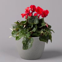 Alpenveilchen, rot, Topf-Ø 10,5 cm, Höhe ca. 23 cm, 6er-Set