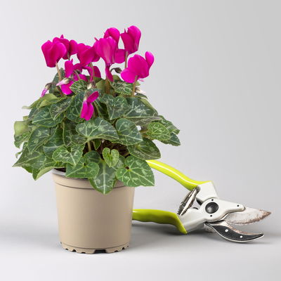 Pflanzenkreation Bunter Herbst, 6 Pflanzen Pflanzenkreation Bunter Herbst, 6 Pflanzen