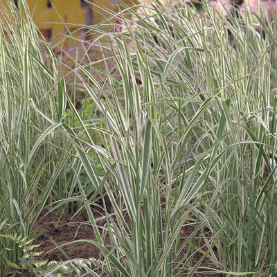 Bio Reitgras 'Overdam' weißbunt, Topf 11x11 cm, 3 Pflanzen Bio Reitgras 'Overdam' weißbunt, Topf 11x11 cm, 3 Pflanzen