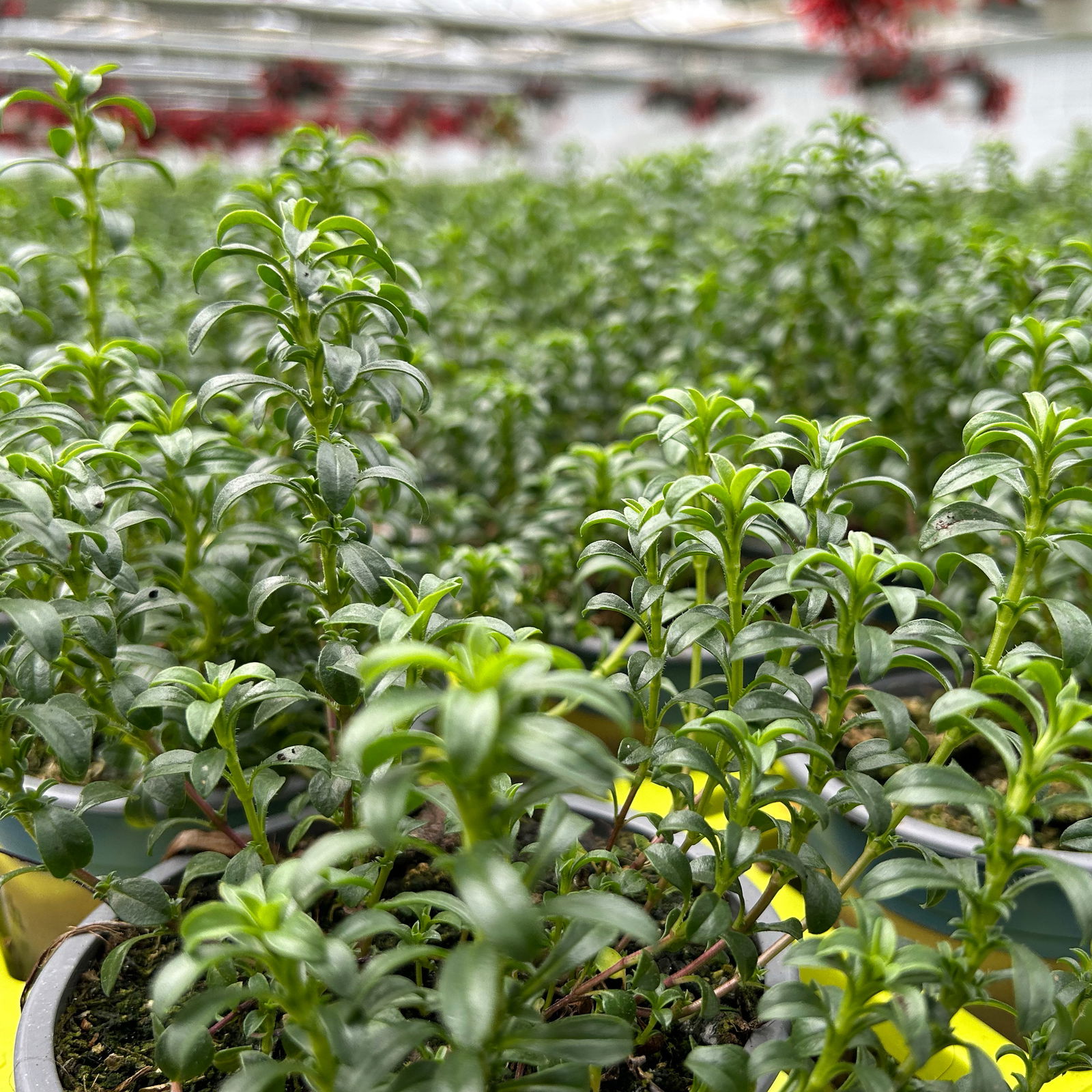 Bio Bergbohnenkraut, Topf-Ø 12cm, frisch aus unserer Bio-Gärtnerei