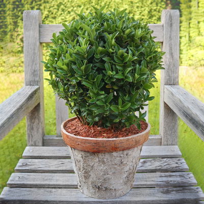 Japanischer Spindelstrauch 'Green Wonder'®, 2er-Set, grün, Kugel 30-35 cm Japanischer Spindelstrauch 'Green Wonder'®, 2er-Set, grün, Kugel 30-35 cm