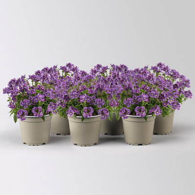 Nemesie, lilablau, Topf-Ø 12 cm, 6 Pflanzen Nemesie, lilablau, Topf-Ø 12 cm, 6 Pflanzen