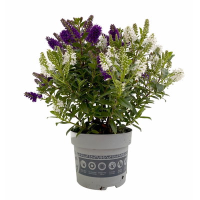 Hebe 'All Blooms® Twin', blau und weiß, Topf-Ø 12 cm, 3 Pflanzen