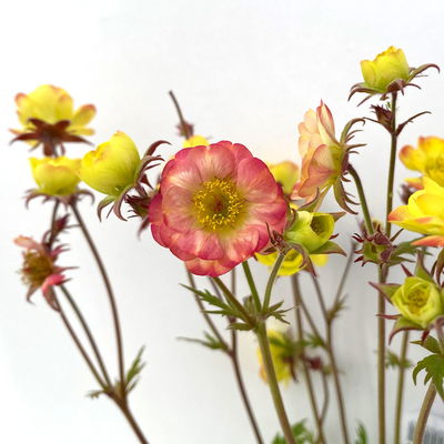 Bio Nelkenwurz 'Nonna', gelborange halbgefüllt, Topf-Ø 12 cm, 3 Pflanzen Bio Nelkenwurz 'Nonna', gelborange halbgefüllt, Topf-Ø 12 cm, 3 Pflanzen
