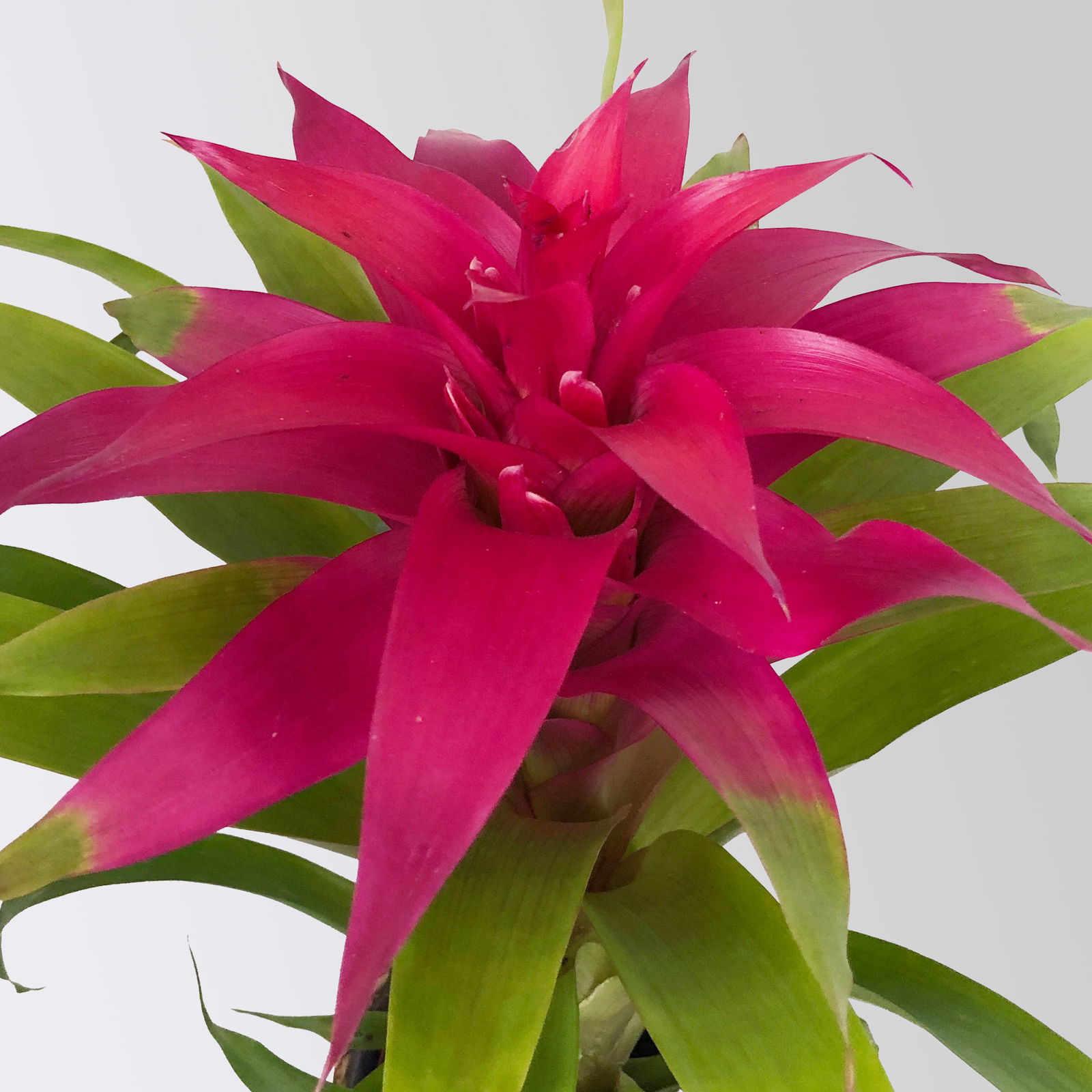 Guzmania 'Deseo Pink', Topf-Ø 12 cm, mit Übertopf Dallas weiß, Höhe ca. 50 cm Guzmania 'Deseo Pink', Topf-Ø 12 cm, mit Übertopf Dallas weiß, Höhe ca. 50 cm