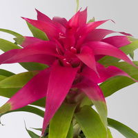 Guzmania 'Deseo Pink', Topf-Ø 12 cm, mit Übertopf Dallas weiß, Höhe ca. 50 cm Guzmania 'Deseo Pink', Topf-Ø 12 cm, mit Übertopf Dallas weiß, Höhe ca. 50 cm