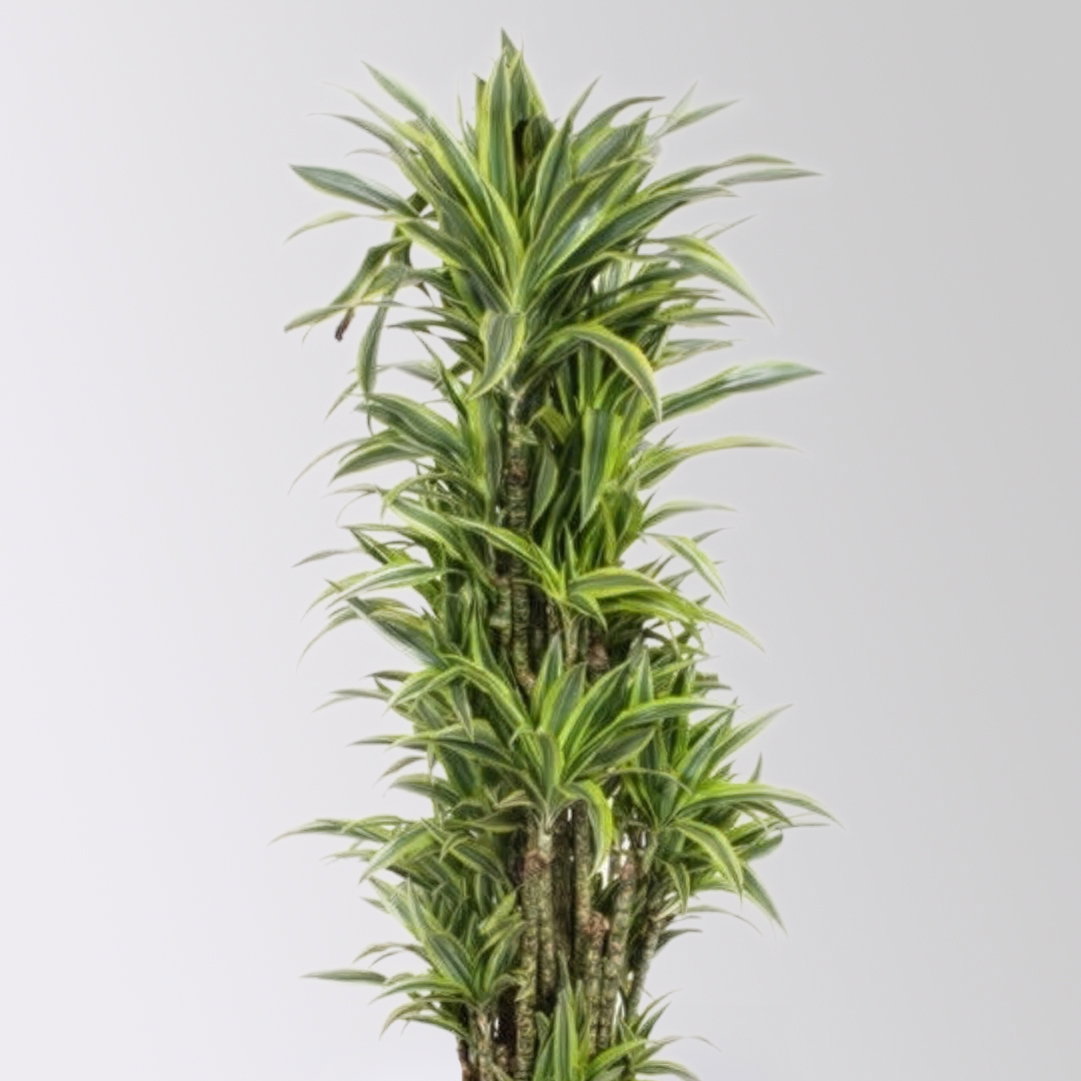 Drachenbaum 'Lemon Lime', Topf-Ø 34 cm, Höhe ca. 170 cm