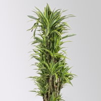 Drachenbaum 'Lemon Lime', Topf-Ø 34 cm, Höhe ca. 170 cm