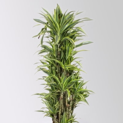 Drachenbaum 'Lemon Lime', Topf-Ø 34 cm, Höhe ca. 170 cm