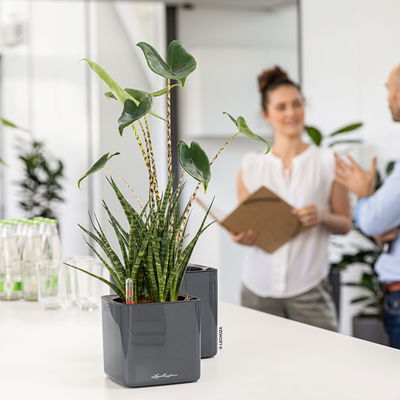 Lechuza 'Cube Glossy 16', anthrazit, ca. 17 x 17 x H 16 cm