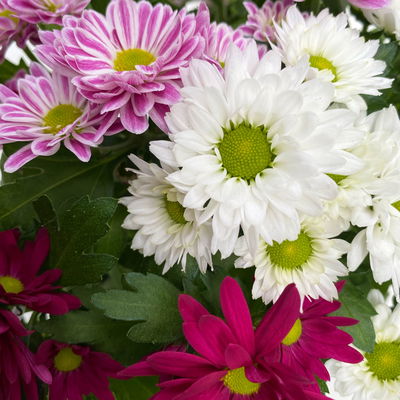 Chrysanthemen 'Swifty Trio', weiß, rosa & dunkelrot, Topf-Ø 12 cm, 6 Pflanzen Chrysanthemen 'Swifty Trio', weiß, rosa & dunkelrot, Topf-Ø 12 cm, 6 Pflanzen
