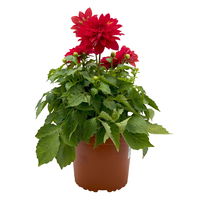 Dahlie 'Hypnotica', Farben zufällig, Topf-Ø 19 cm, 2er-Set