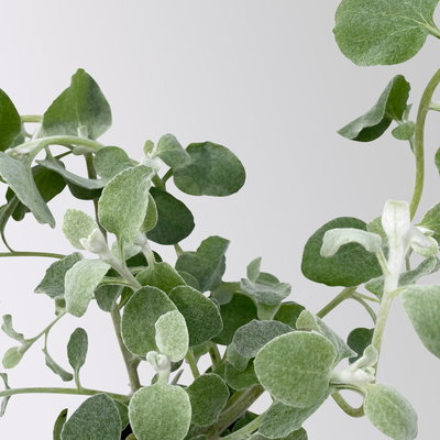 Pflanzenkreation 'Pflegeleicht', 12 Pflanzen inkl. Erde und Dünger