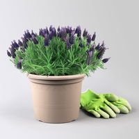 Lavendel 'Purple Flag' violett, Topf-Ø 23 cm