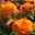 Beetrose 'Westzeit®', orange-aprikot bis rosa, Doppelbogen, Topf 10 Liter
