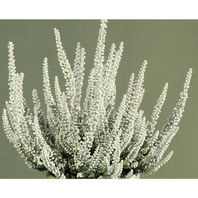 Calluna Fluffy®, silberlaubig, Topf-Ø 11 cm, 6 Pflanzen