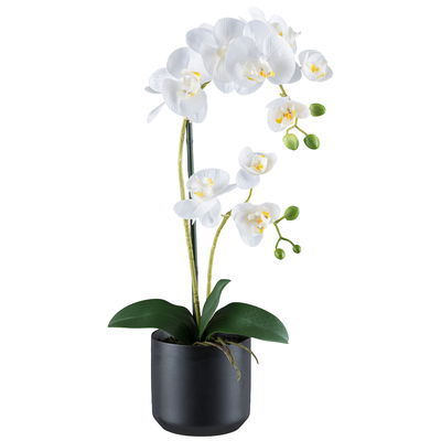 Kunstpflanze Phalaenopsis, weiß/schwarz, Höhe ca. 50 cm Kunstpflanze Phalaenopsis, weiß/schwarz, Höhe ca. 50 cm