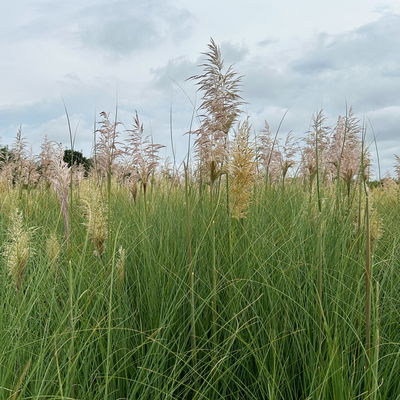 Bio Pampasgras 'Evita'®, Topf 5 Liter