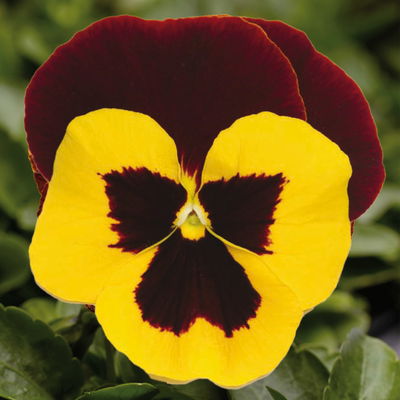 Stiefmütterchen, zweifarbig, Sorte zufällig, Topf-Ø 13 cm, 6 Pflanzen