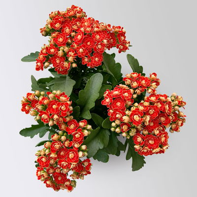 Kalanchoe 'Queen'®, orange, Topf-Ø 14 cm, 3 Pflanzen