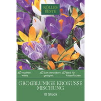 Kölles Beste XXL Großblumige Krokusse Mischung, 10 Blumenzwiebeln Kölles Beste XXL Großblumige Krokusse Mischung, 10 Blumenzwiebeln