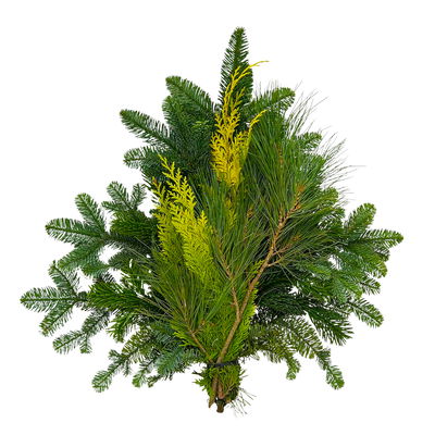 Mixbund aus Tanne, Zypresse & Seidenkiefer im Handbund, Länge ca. 50 cm, 5 Bund Mixbund aus Tanne, Zypresse & Seidenkiefer im Handbund, Länge ca. 50 cm, 5 Bund