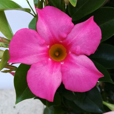 Dipladenie 'Trio' bunt, Doppelbogen, TopfØ 17cm,  Höhe ca. 70cm