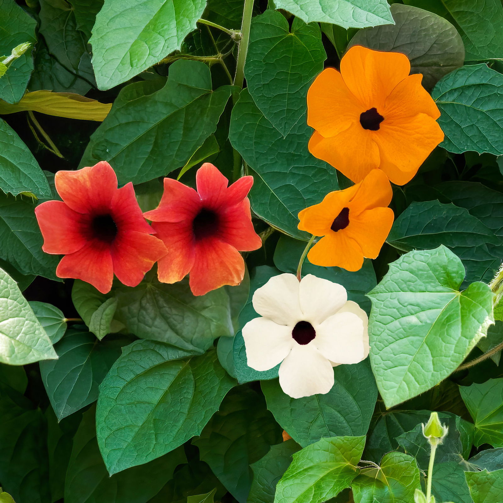 Schwarzäugige Susanne 'mehrfarbig', bunt, Topf-Ø 12 cm, 3 Pflanzen Schwarzäugige Susanne 'mehrfarbig', bunt, Topf-Ø 12 cm, 3 Pflanzen