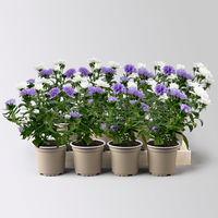 Aster Duo, Mini, weiß-blau, Topf-Ø 6 cm, 8 Pflanzen