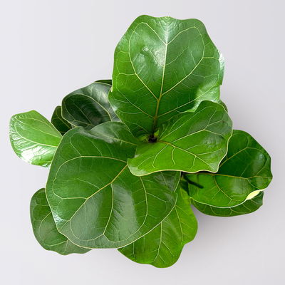 Geigenfeige 'Tibaco', 3er-Tuff, Topf-Ø 17 cm, Höhe ca. 50-60 cm Geigenfeige 'Tibaco', 3er-Tuff, Topf-Ø 17 cm, Höhe ca. 50-60 cm