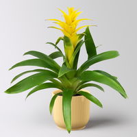 Guzmanie 'Diana', gelb, Topf-Ø 12 cm, im Übertopf Vibes gelb, Höhe ca. 50 cm