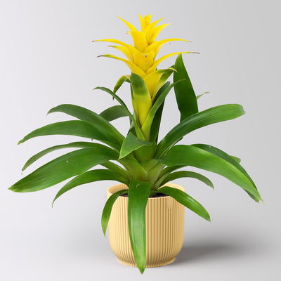 Guzmanie 'Diana', gelb, Topf-Ø 12 cm, im Übertopf Vibes gelb, Höhe ca. 50 cm