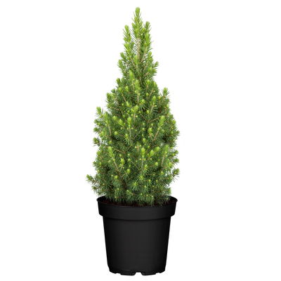 Zuckerhutfichte, Picea glauca 'Perfecta'®, Topf 19 cm Zuckerhutfichte, Picea glauca 'Perfecta'®, Topf 19 cm