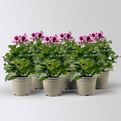 Edelgeranie Bella Donna® 'Don Timo®',  lila-rosa, Topf-Ø 12 cm, 6 Pflanzen