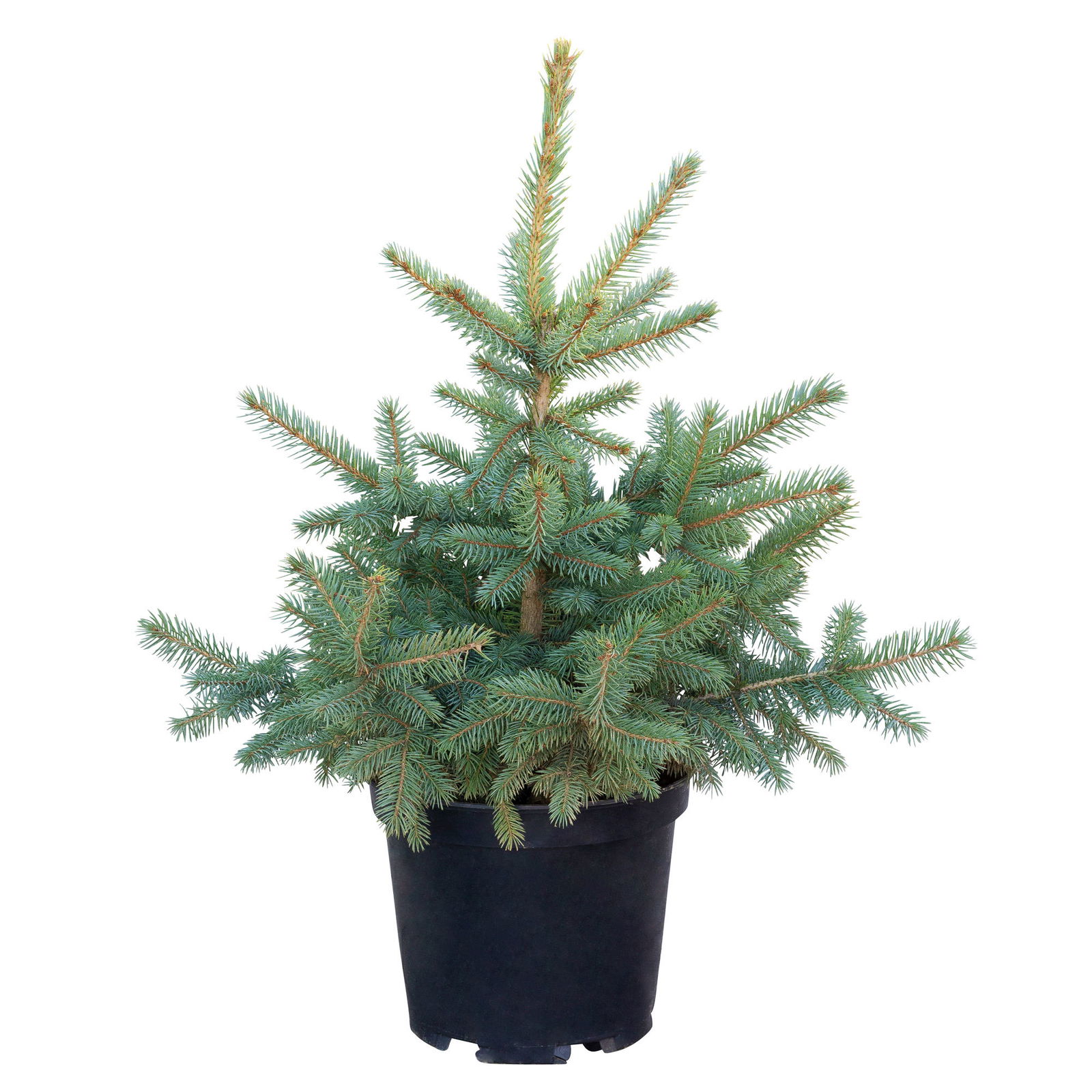 Blaufichte, mit Ballen eingetopft, 40-60 cm hoch Blaufichte, mit Ballen eingetopft, 40-60 cm hoch
