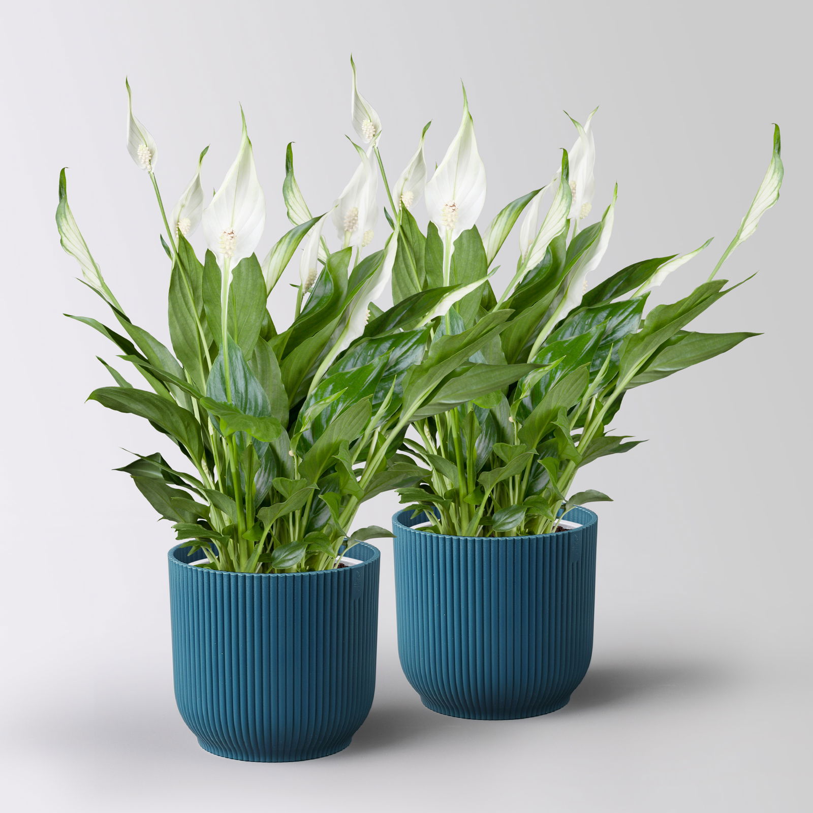 Einblatt 'Bellini', weiß, Topf-Ø 13 cm, in Übertopf Vibes blau, 2 Pflanzen