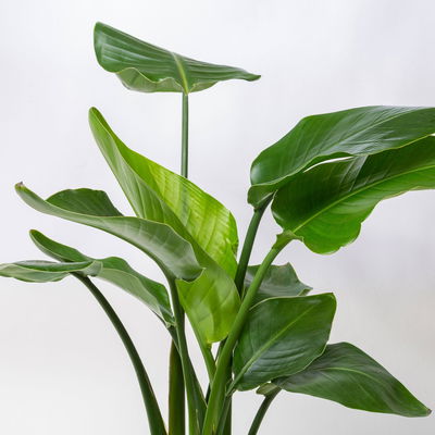 Strelitzia, Topf-Ø 21 cm, Höhe ca. 70-100 cm