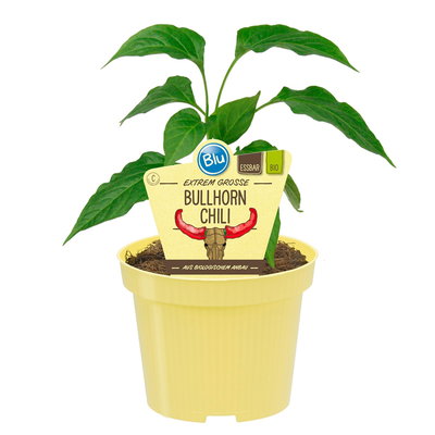 Blu Bio Chili 'Bullhorn Chili', Topf-Ø 12 cm, 3er-Set Blu Bio Chili 'Bullhorn Chili', Topf-Ø 12 cm, 3er-Set