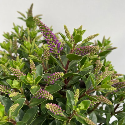Hebe 'All Blooms®', blau, Topf-Ø 12 cm, 3 Pflanzen