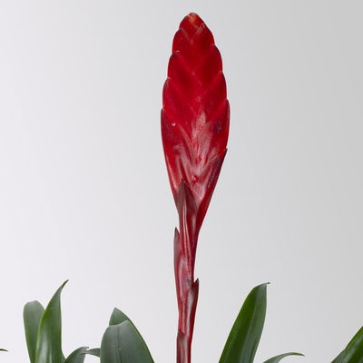 Vriesea 'Astrid', rot, im Übertopf Vibes gelb, Topf-Ø 12 cm Vriesea 'Astrid', rot, im Übertopf Vibes gelb, Topf-Ø 12 cm