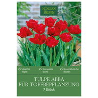 Tulpen für Topfbepflanzung Abba rot, 7 Blumenzwiebeln