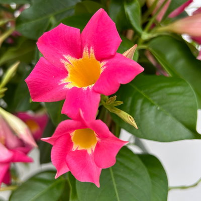 Dipladenie 'Quartz', rosa mit gelb, Doppelbogen, Topf-Ø 21 cm, Höhe ca. 90 cm Dipladenie 'Quartz', rosa mit gelb, Doppelbogen, Topf-Ø 21 cm, Höhe ca. 90 cm