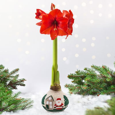 Amaryllis in Wachs, Dekor 'Forest & Nikolaus', handbemalt, Blüte rot Amaryllis in Wachs, Dekor 'Forest & Nikolaus', handbemalt, Blüte rot