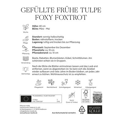 Gefüllte frühe Tulpen 'Foxy Foxtrott', orange, Größe 11/12, 7 Blumenzwiebeln