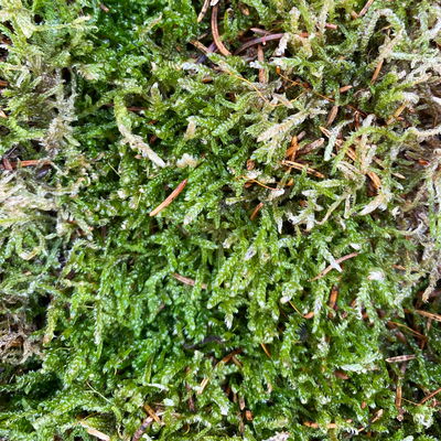 Pflanzenkreation Zauberhafter Winter, 8 Pflanzen + Lichterkette + Erde Pflanzenkreation Zauberhafter Winter, 8 Pflanzen + Lichterkette + Erde