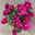Chrysanthemen 'Chrysanne® Margarita Purple' lila, Topf-Ø 13/14 cm, 4er-Set Chrysanthemen 'Chrysanne® Margarita Purple' lila, Topf-Ø 13/14 cm, 4er-Set